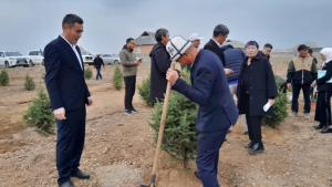 БУЖУМ АЙЫЛЫНДА "ЖАШЫЛ МУРАС" ӨНӨКТҮГҮ АЛКАГЫНДА КӨЧӨТ ОТУРГУЗУУ АКЦИЯСЫ ӨТТҮ