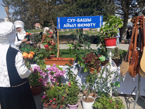 Баткен жергесинде өрүк гүлү фестивалы